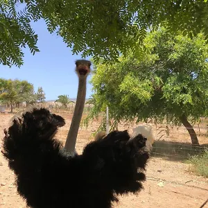 Finca Avestruz Agroturismo